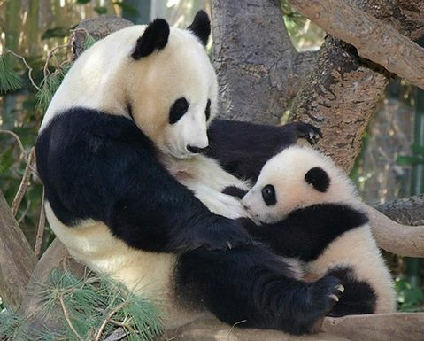 borstvoeding baby reuzen-panda