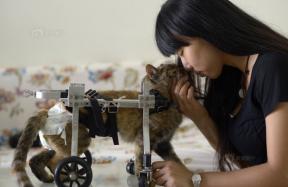 Huisdier eigenaar bouwt rolstoel voor kat 