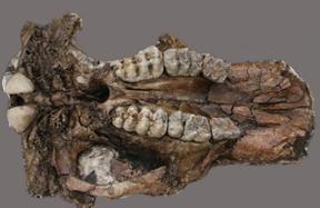 Oude olifant schedel gevonden in China