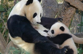 borstvoeding baby reuzen-panda